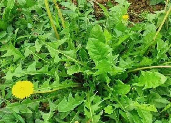 植物常识问题|十大花语悲伤的花 什么花的花语是伤感悲伤
