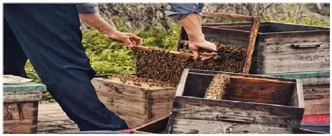 50只蜜蜂能养活蜂王吗 | 生活常识