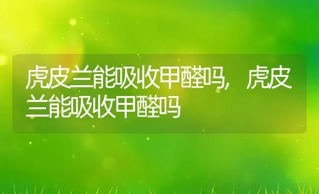 虎皮兰能吸收甲醛吗,虎皮兰能吸收甲醛吗 | 养殖常见问题