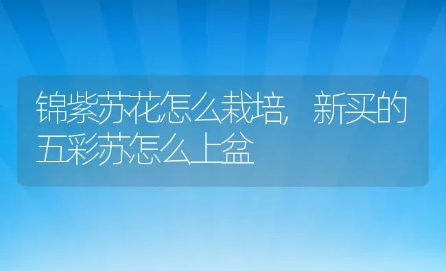 锦紫苏花怎么栽培,新买的五彩苏怎么上盆 | 养殖常见问题