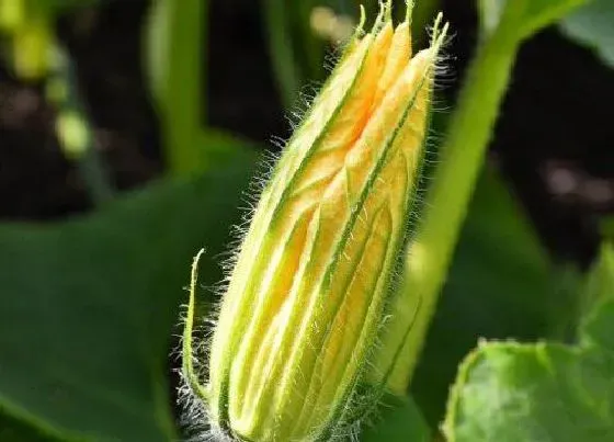 植物常识问题|吃花的蔬菜有哪些 食花蔬菜种类名称及图片大全