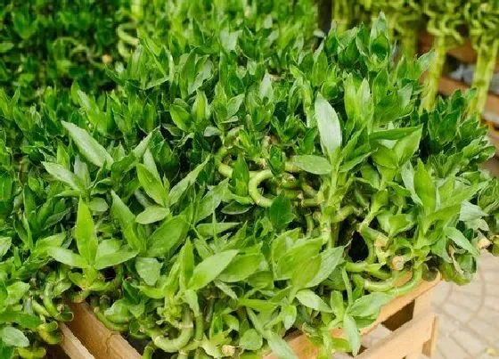 植物常识问题|节节高叶子发黄怎么补救 水培节节高黄叶的挽救方法