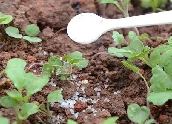 植物常识问题|尿素怎么养三角梅花苞狂冒