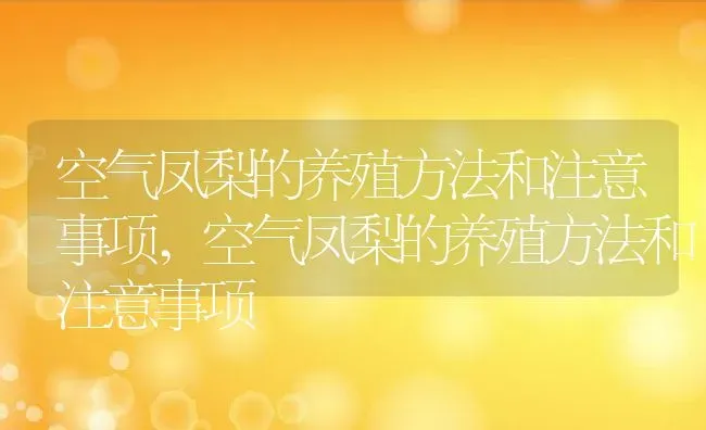 空气凤梨的养殖方法和注意事项,空气凤梨的养殖方法和注意事项 | 养殖常见问题