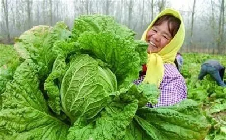 植物常识问题|白菜下雪之前要收吗（大白菜最晚什么时间收获）