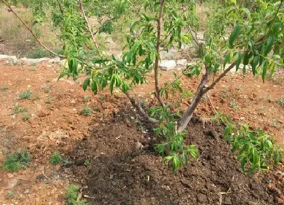 植物常识问题|桃树需要什么肥料产量高 桃树底肥施什么肥料最好