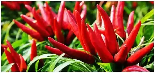 朝天椒叶子发黄落叶怎么办 | 农业常识