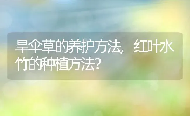 旱伞草的养护方法,红叶水竹的种植方法？ | 养殖常见问题