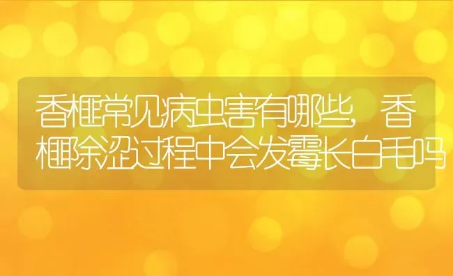林下种植什么好,谁知道在林下种植什么品种效益最高呢？ | 养殖常见问题