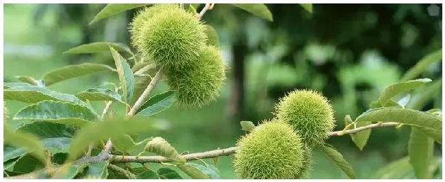 板栗种植技术与管理种植多久才结果 | 三农问答