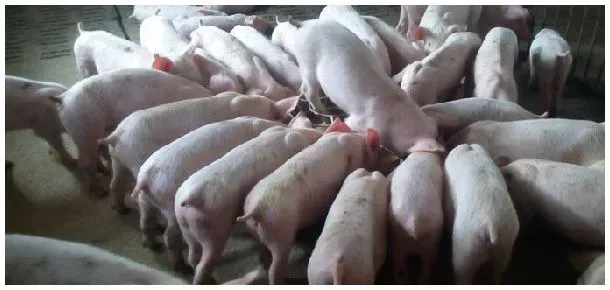 正常4个月猪有多重 | 科普知识