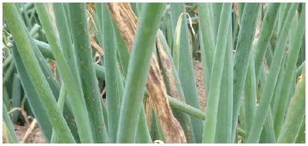 大蒜紫斑病用什么药 | 农业答疑