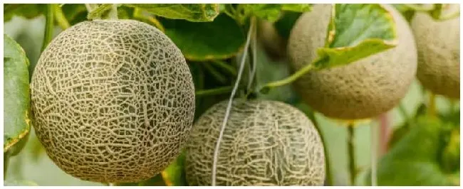 哈密瓜长在哪里的呢 | 三农问答