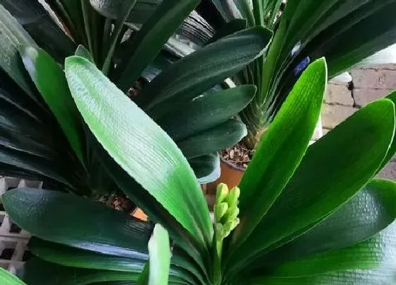 植物常识问题|如何解决君子兰夹箭不开花问题