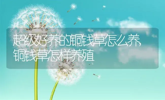 超级好养的铜钱草怎么养,铜钱草怎样养殖 | 养殖常见问题