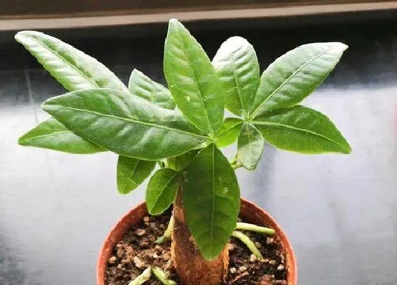 植物常识问题|买发财树如何选择数量