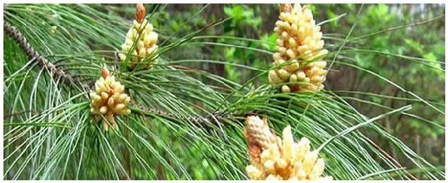 胶源植物有哪些？ | 农业答疑