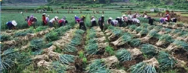 植物常识问题|大葱的软腐病要怎样防治（大葱软腐病症状病因及防治方法）