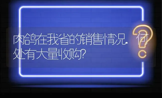 肉鸽在我省的销售情况.何处有大量收购? | 养殖问题解答