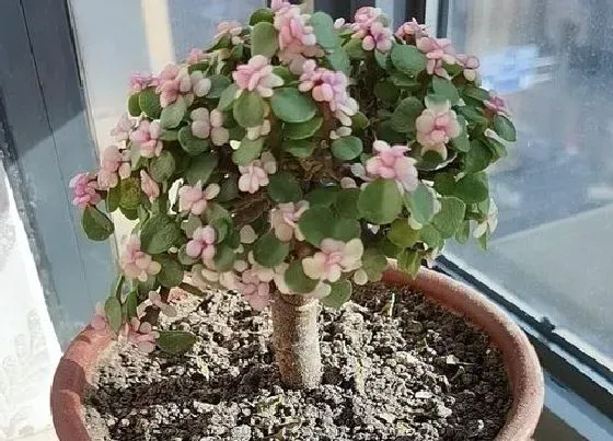 植物常识问题|金枝玉叶出现黄叶该怎么进行解决