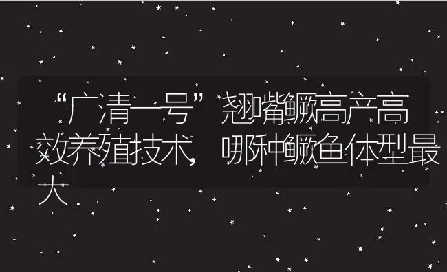 “广清一号”翘嘴鳜高产高效养殖技术,哪种鳜鱼体型最大 | 养殖常见问题