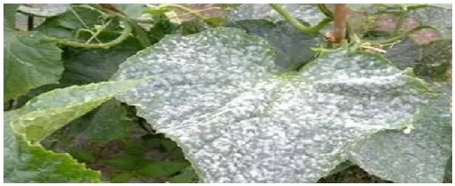 白粉病的防治方法 | 科普知识