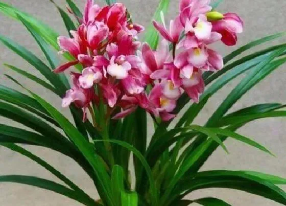 植物常识问题|兰花老芦头怎么处理很快就能冒新芽