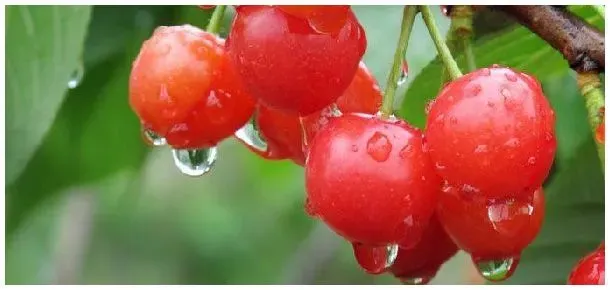 樱桃从开花到成熟要多久 | 农业答疑