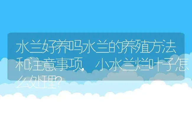 富贵竹的养法,夏威夷富贵竹夏天养法？ | 养殖常见问题