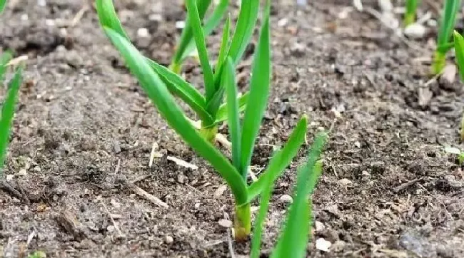 植物常识问题|大蒜出苗不齐有的不生根（大蒜出苗细是什么原因造成的）