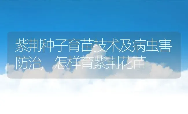 紫荆种子育苗技术及病虫害防治,怎样育紫荆花苗 | 养殖常见问题