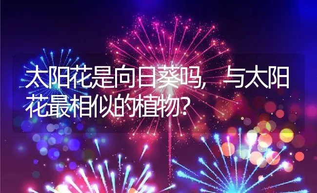 太阳花是向日葵吗,与太阳花最相似的植物？ | 养殖常见问题
