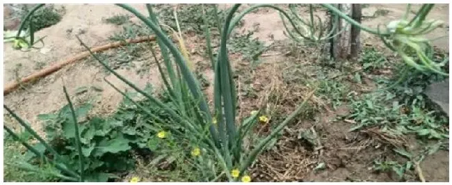 插葱怎样种植和管理 | 科普知识