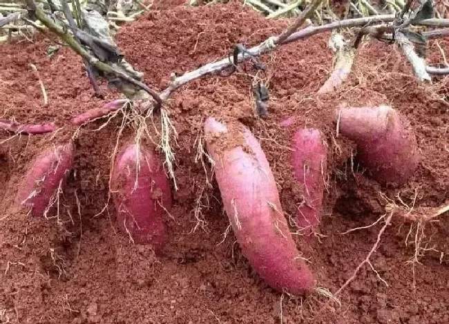 植物常识问题|红薯成熟期薯块腐烂什么原因（收红薯时薯块腐烂什么病）