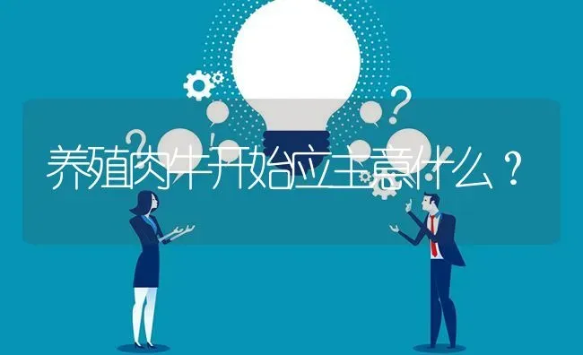 养殖肉牛开始应主意什么? | 养殖问题解答