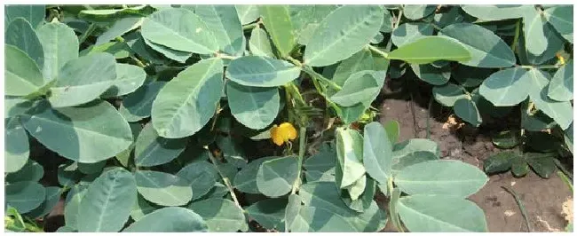 种花生一窝下种几粒 | 科普知识