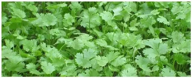 如何种植香菜 | 农业常识