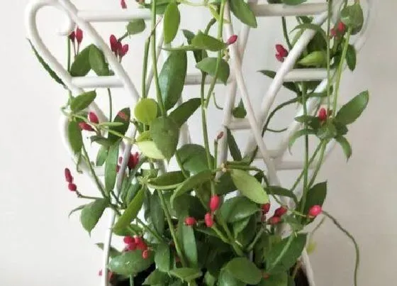 植物常识问题|玉荷包吊兰如何栽种