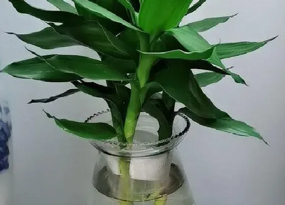 植物常识问题|水培富贵竹没生根前是勤换水还是不换水