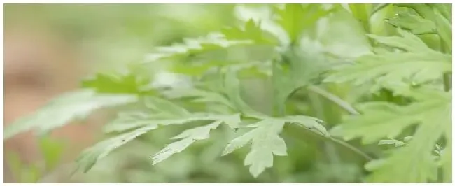 蜈蚣怕什么植物 | 三农答疑