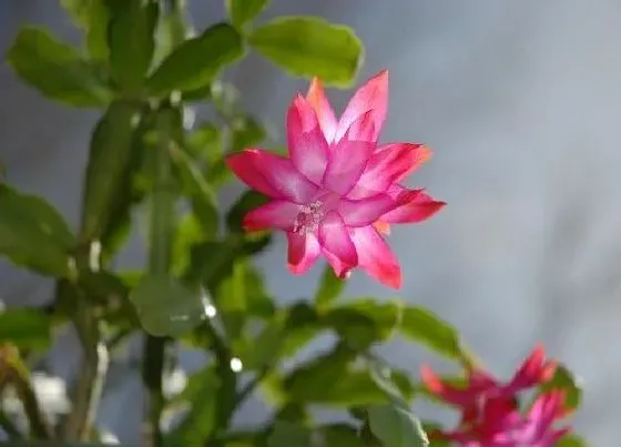 植物常识问题|蟹爪兰叶片有小白点该怎么挽救
