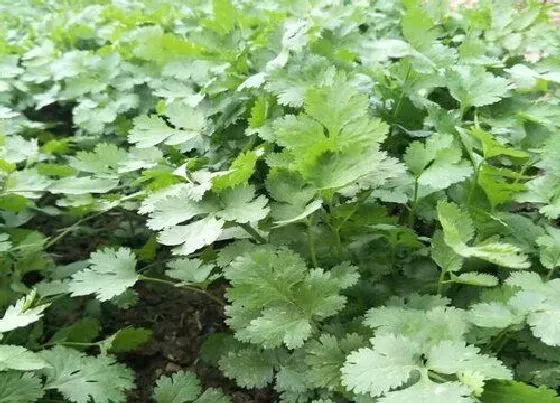 植物常识问题|香菜追肥应该施什么肥料最好（香菜施什么肥料长得快）