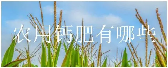 农用钙肥有哪些 | 农业答疑