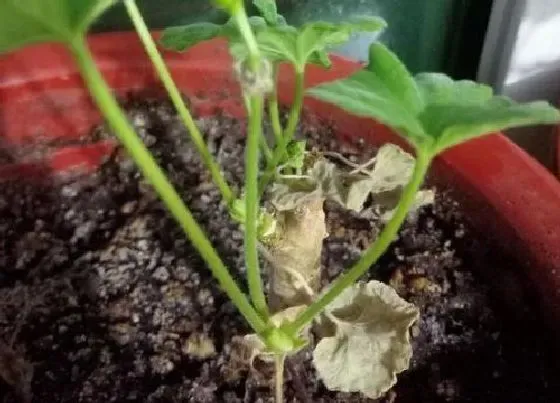 植物常识问题|天竺葵为什么不开花只长叶 天竺葵徒长不开花原因分析