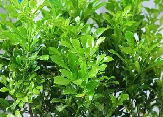植物常识问题|如何养好米兰花才能够四季开花不断
