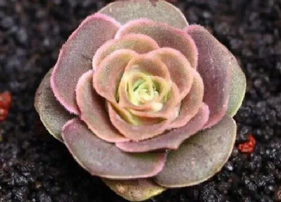 植物常识问题|秋季养护多肉容易出状态
