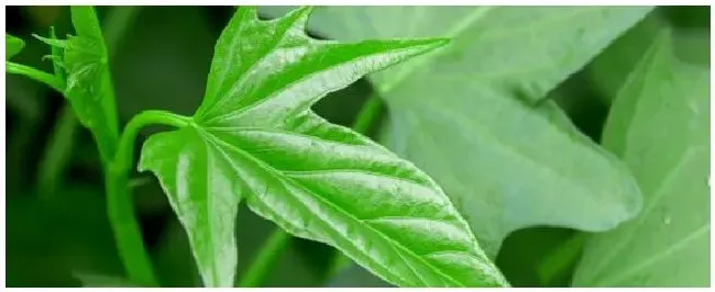 西瓜红红薯栽培技术 | 农业答疑