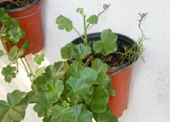 植物常识问题|天竺葵为什么不开花只长叶 天竺葵徒长不开花原因分析