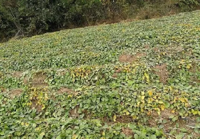 植物常识问题|红薯成熟期薯块腐烂什么原因（收红薯时薯块腐烂什么病）