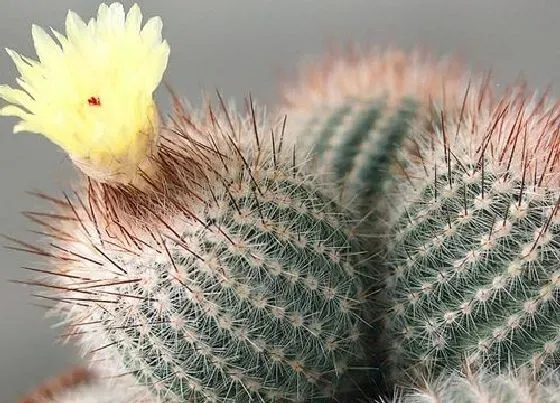植物常识问题|仙人球花谢后怎么养护